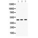 Hex  Antibody