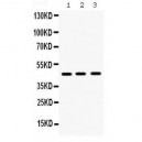 Hex  Antibody