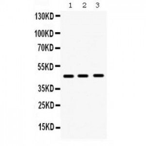 Hex  Antibody