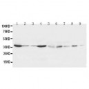 Hex Antibody