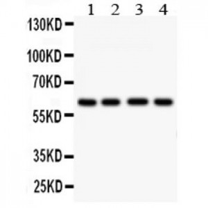 HEXA Antibody