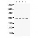 Keratocan  Antibody