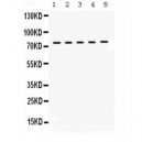 KIF3A  Antibody