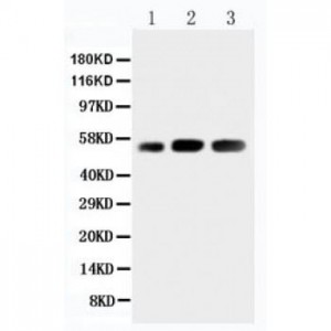 KIN Antibody