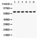 Kininogen 1  Antibody