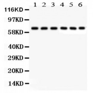 Kininogen 1  Antibody