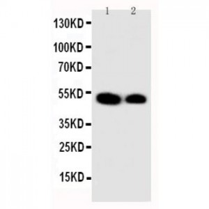 KLF2 Antibody