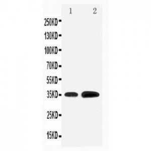 KLF3 Antibody