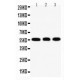 KLF4 Antibody