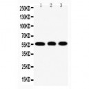 KLF4 Antibody