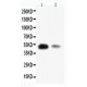 KLF8 Antibody