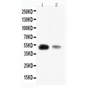 KLF8 Antibody