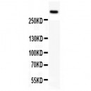 KMT2A/MLL Antibody