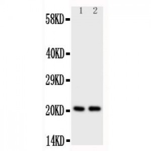 KRAS Antibody