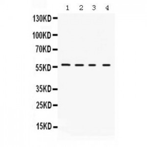 Kv1.2  Antibody