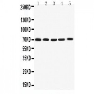 Kv1.4 Antibody