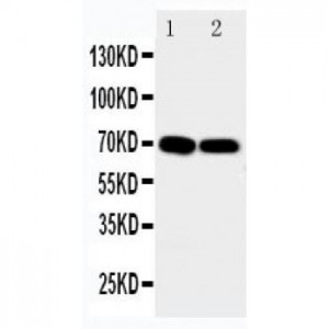 Kv1.6 Antibody