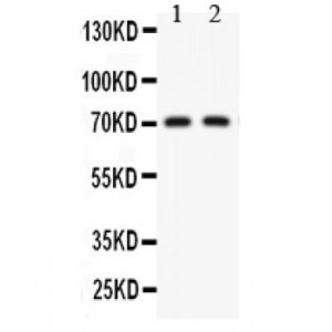 Kv4.2  Antibody