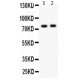 LAMP1 Antibody