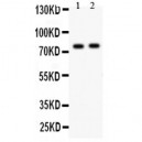 LAMP1 Antibody