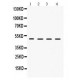 LCAT  Antibody