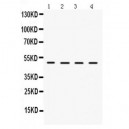 LCAT  Antibody