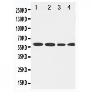 LCAT Antibody