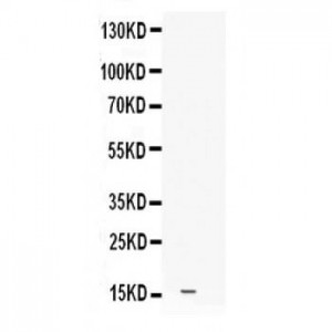 Leptin  Antibody