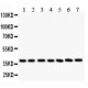 LIF Antibody