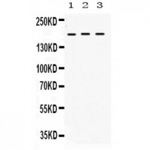 LIFR  Antibody