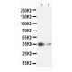 liver Arginase Antibody