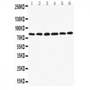 LPP Antibody