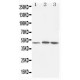 LXR alpha Antibody