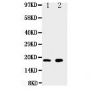 Ly6al Antibody