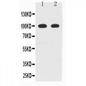 MAG Antibody