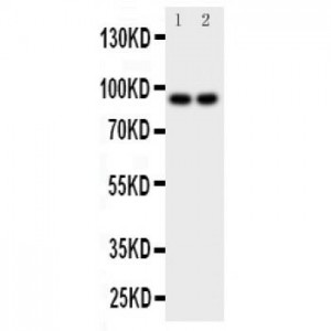 MALT1 Antibody