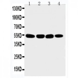 Matrilin 3 Antibody