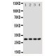 MAX Antibody