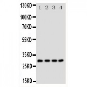 MAX Antibody