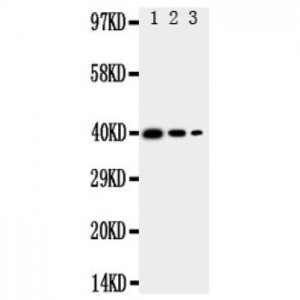 MBD4 Antibody