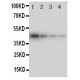 MCK10 Antibody