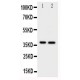 MCL1 Antibody