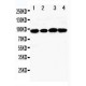 MCM4 Antibody