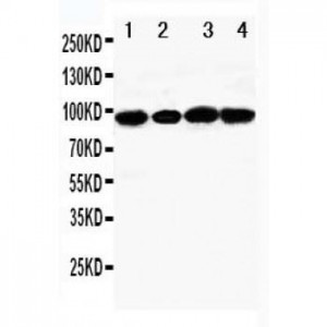 MCM4 Antibody