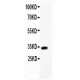 MCP4  Antibody