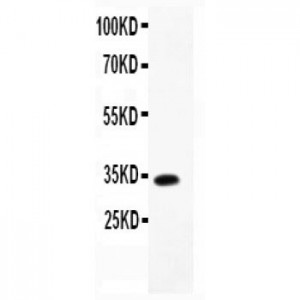 MCP4  Antibody