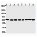 MDM2 Antibody