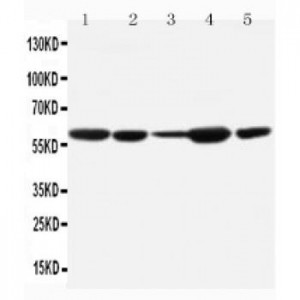 MDM2 Antibody