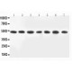 MEK2 Antibody