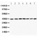 MEK3 Antibody